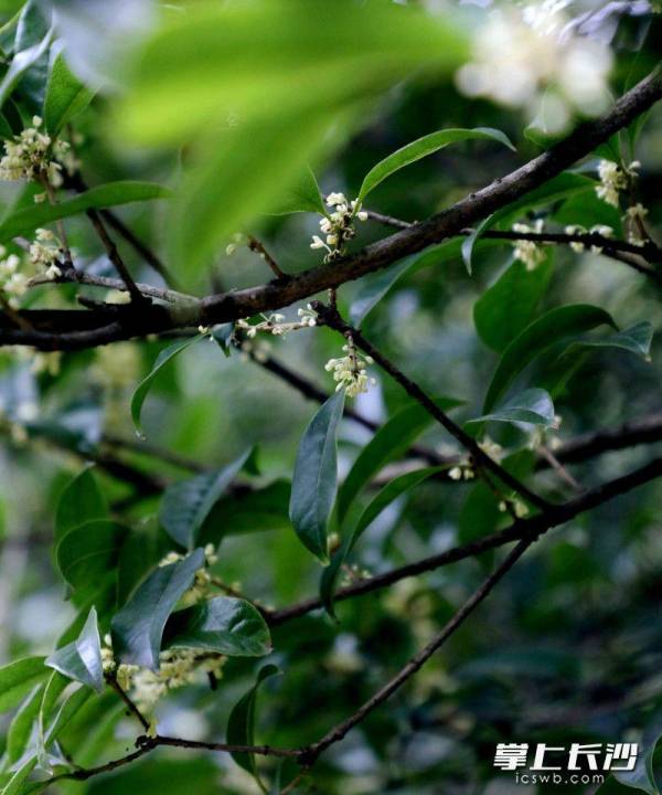 桂花什么时候开放_https://www.86362.com_花卉_第1张