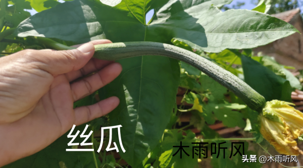 丝瓜如何种植_https://www.86362.com_花卉_第1张