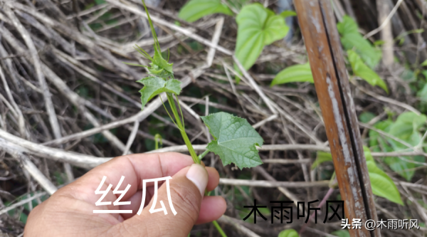 丝瓜如何种植_https://www.86362.com_花卉_第2张