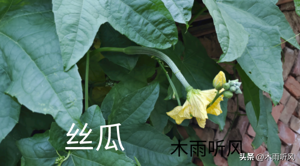 丝瓜如何种植_https://www.86362.com_花卉_第3张