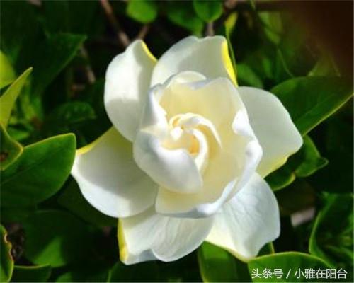 栀子花叶子发黄怎么办_https://www.86362.com_花卉_第2张