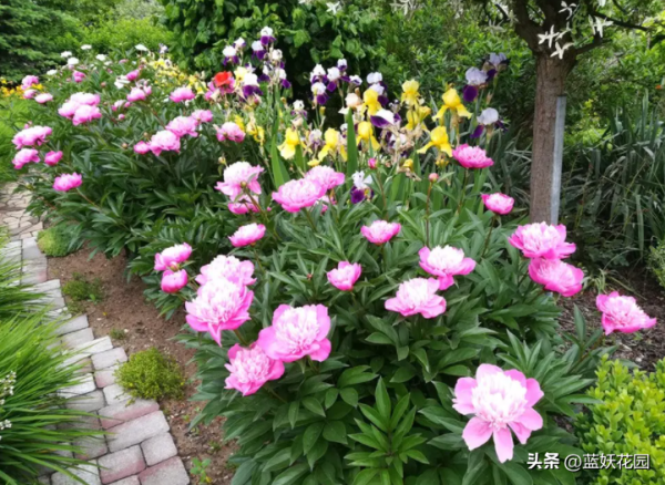 芍药花长什么样_https://www.86362.com_花卉_第3张