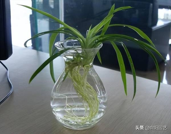 水里长的植物有哪些_https://www.86362.com_花卉_第7张