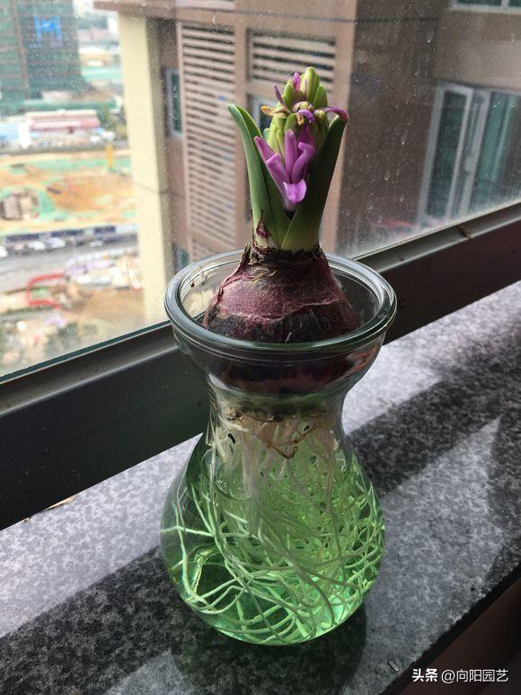 水里长的植物有哪些_https://www.86362.com_花卉_第9张