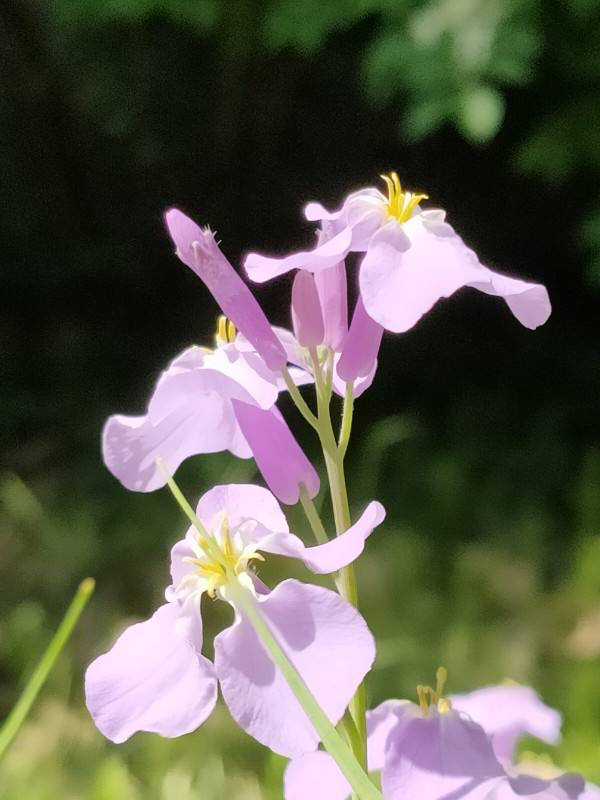 春天适合种什么花_https://www.86362.com_花卉_第1张