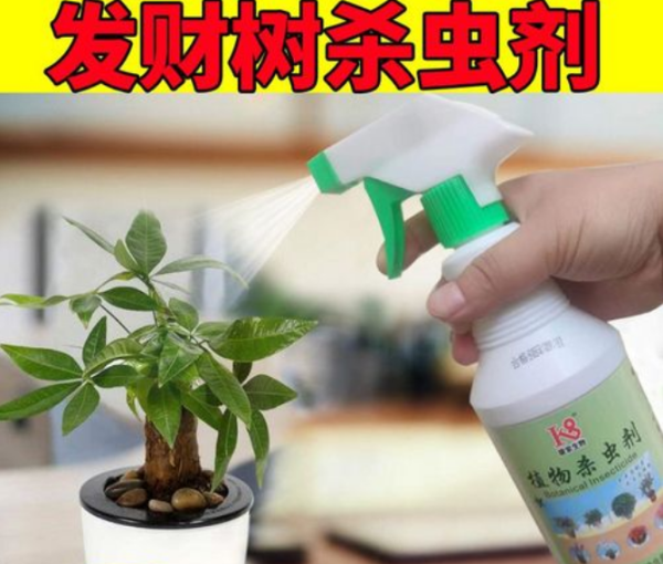 发财树盆景怎么养_https://www.86362.com_花卉_第7张