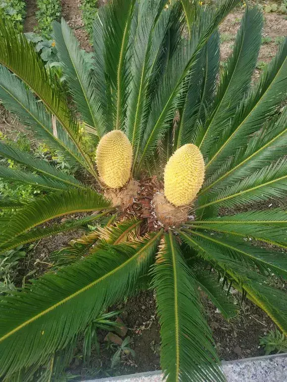 铁树用什么肥料比较好_https://www.86362.com_花卉_第7张