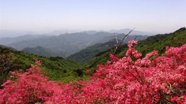 野杜鹃花怎么养