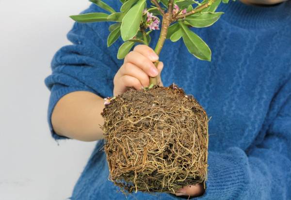 金边瑞香花怎么养护_https://www.86362.com_花卉_第3张