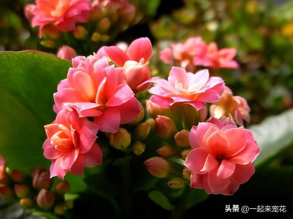 长寿花如何种植_https://www.86362.com_花卉_第4张