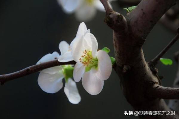 四季海棠花的寓意是什么_https://www.86362.com_花语_第4张