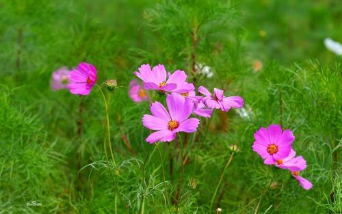 波斯菊怎么种最好_https://www.86362.com_花卉_第1张