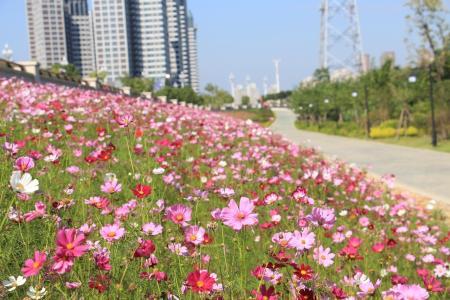 波斯菊怎么种最好_https://www.86362.com_花卉_第4张