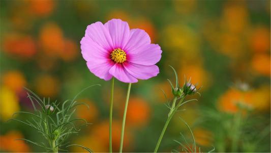 波斯菊怎么种最好_https://www.86362.com_花卉_第5张