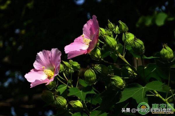 芙蓉花几月开花_https://www.86362.com_花卉_第1张