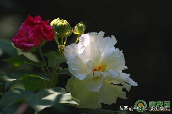 芙蓉花几月开花_https://www.86362.com_花卉_第2张