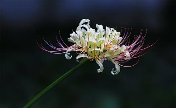 石蒜花的花语是什么_https://www.86362.com_花语_第2张