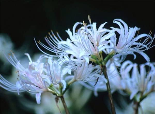 石蒜花的花语是什么_https://www.86362.com_花语_第4张