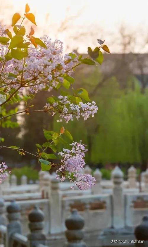 丁香花的花语是什么_https://www.86362.com_花语_第1张