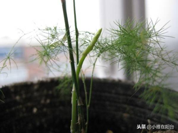 怎么养文竹才能粗壮_https://www.86362.com_花卉_第3张