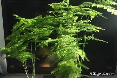 怎么养文竹才能粗壮_https://www.86362.com_花卉_第6张