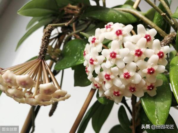 球兰几月份开花_https://www.86362.com_花卉_第2张