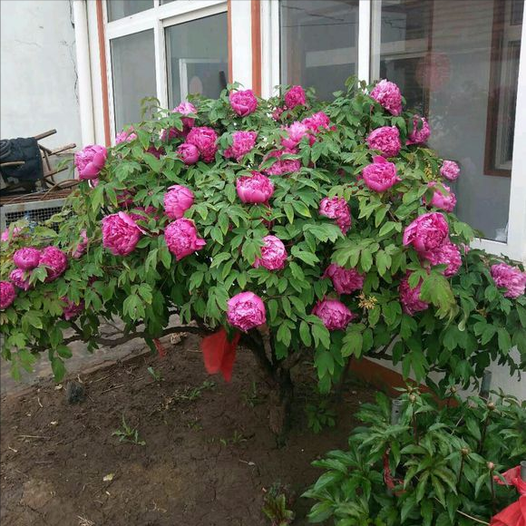 牡丹花什么季节种最好_https://www.86362.com_花卉_第4张