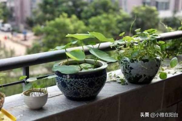 怎么种碗莲种子_https://www.86362.com_花卉_第1张