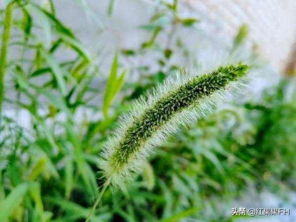 狗尾巴花花语是什么_https://www.86362.com_花语_第1张