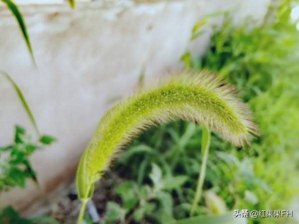 狗尾巴花花语是什么_https://www.86362.com_花语_第5张