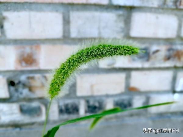 狗尾巴花花语是什么_https://www.86362.com_花语_第7张