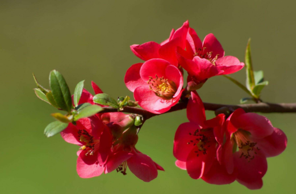 海棠花花语是什么_https://www.86362.com_花语_第1张