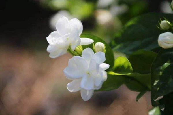 茉莉花怎么养护才好_https://www.86362.com_花卉_第2张