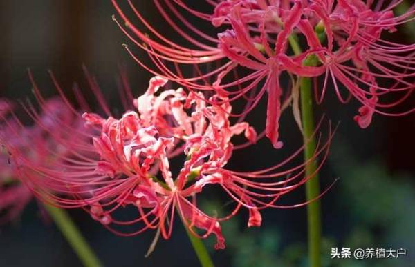 彼岸花种子怎么种植_https://www.86362.com_花卉_第1张