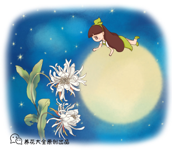 昙花的养殖方法是什么