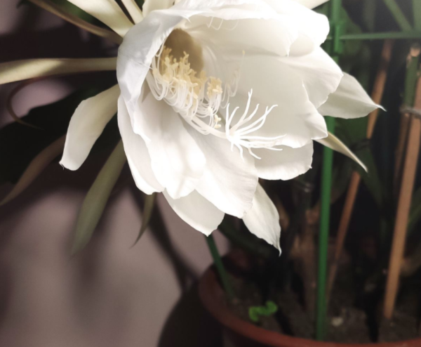 昙花的养殖方法是什么_https://www.86362.com_花卉_第8张