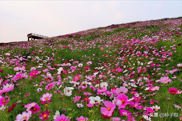 格桑花长什么样子_https://www.86362.com_花卉_第1张