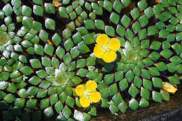 常见浮水植物有哪些_https://www.86362.com_花卉_第4张