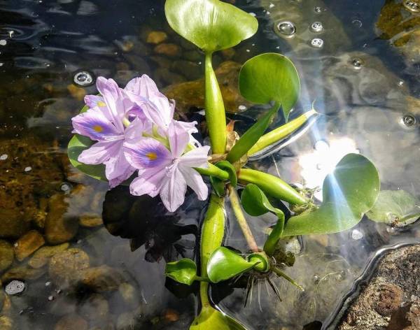 常见浮水植物有哪些_https://www.86362.com_花卉_第10张