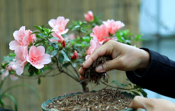 杜鹃花的特点有哪些_https://www.86362.com_花卉_第6张