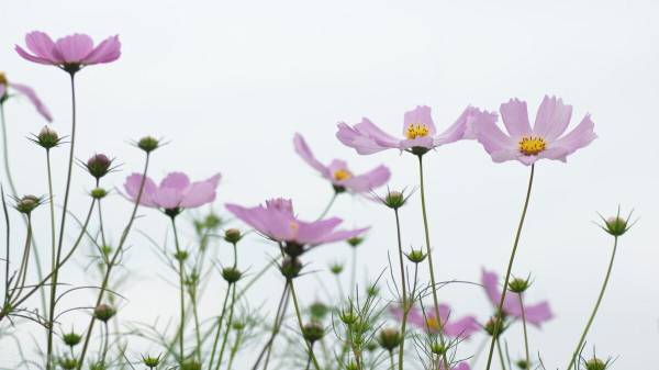 格桑花的花语是什么意思_https://www.86362.com_花语_第1张