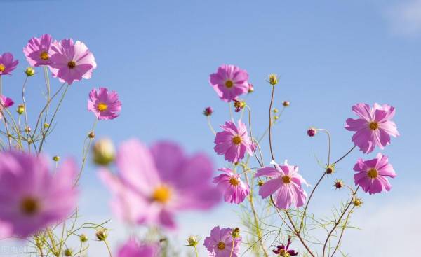 格桑花的花语是什么意思_https://www.86362.com_花语_第2张