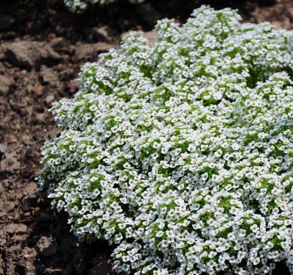 香雪球怎么种植_https://www.86362.com_花卉_第3张