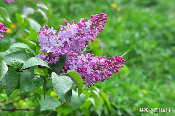 丁香花语是什么_https://www.86362.com_花语_第1张