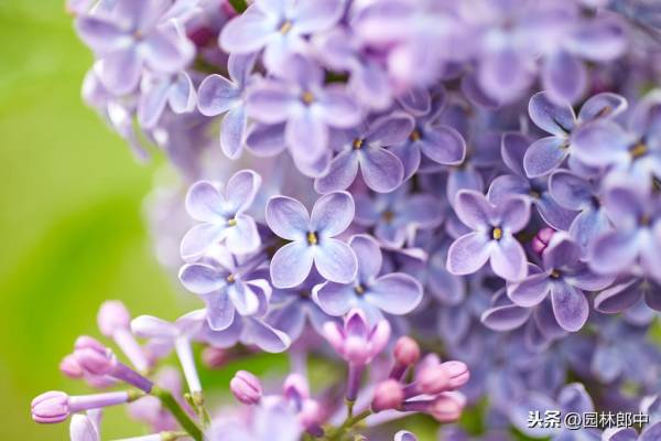 丁香花语是什么_https://www.86362.com_花语_第3张