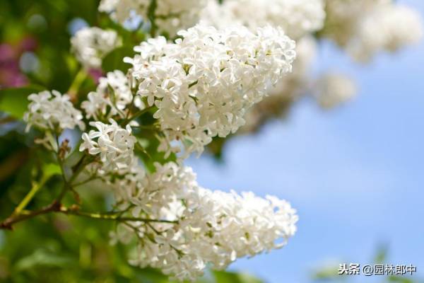 丁香花语是什么_https://www.86362.com_花语_第6张