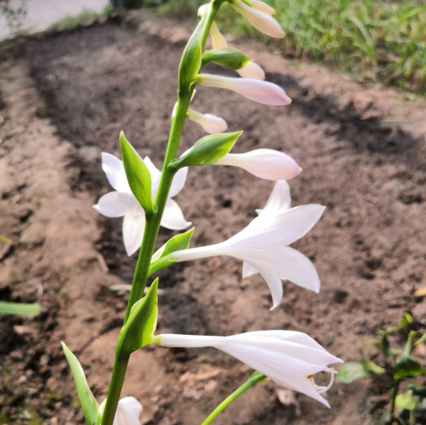 阴凉处适合种植什么植物_https://www.86362.com_花卉_第1张