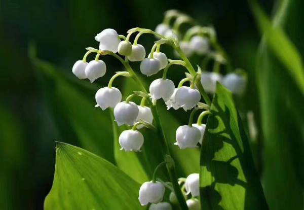 阴凉处适合种植什么植物_https://www.86362.com_花卉_第5张