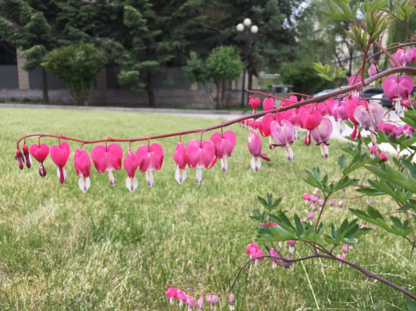 阴凉处适合种植什么植物_https://www.86362.com_花卉_第7张