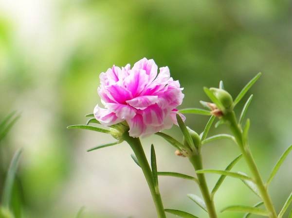 太阳花多久开花发芽